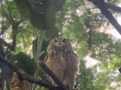 -广州长隆飞鸟乐园
