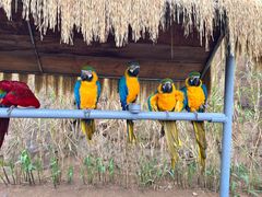 -西霞口神雕山野生动物世界