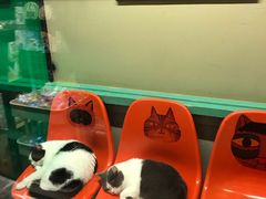 -猫咪博物馆(顶澳仔猫街店)