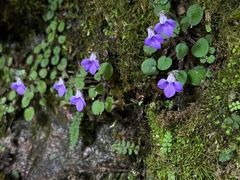 -西岭雪山大飞水景区