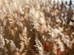 -野鸭湖国家湿地公园