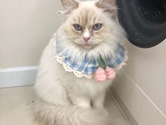 -怪兽屋·羊驼·猫咖·狗咖(俊华广场店)