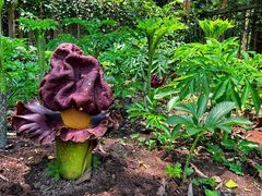 -中国科学院西双版纳热带植物园