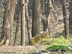 -香炉山国家森林公园
