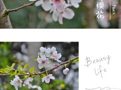 -武汉大学-樱园