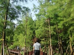 -重庆彩云湖湿地公园