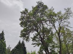 -张掖大佛寺景区