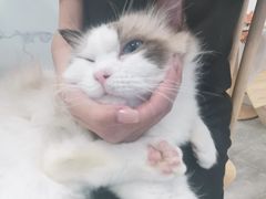 -楼上猫咖(罗湖店)