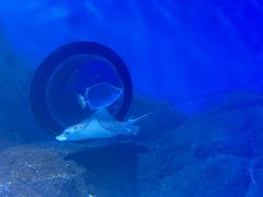 -常州海昌海洋探索馆