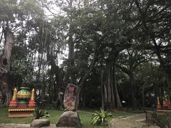 -瑞丽独树成林风景区