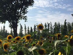 -艾溪湖湿地公园