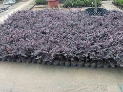 -龙大花卉苗木市场