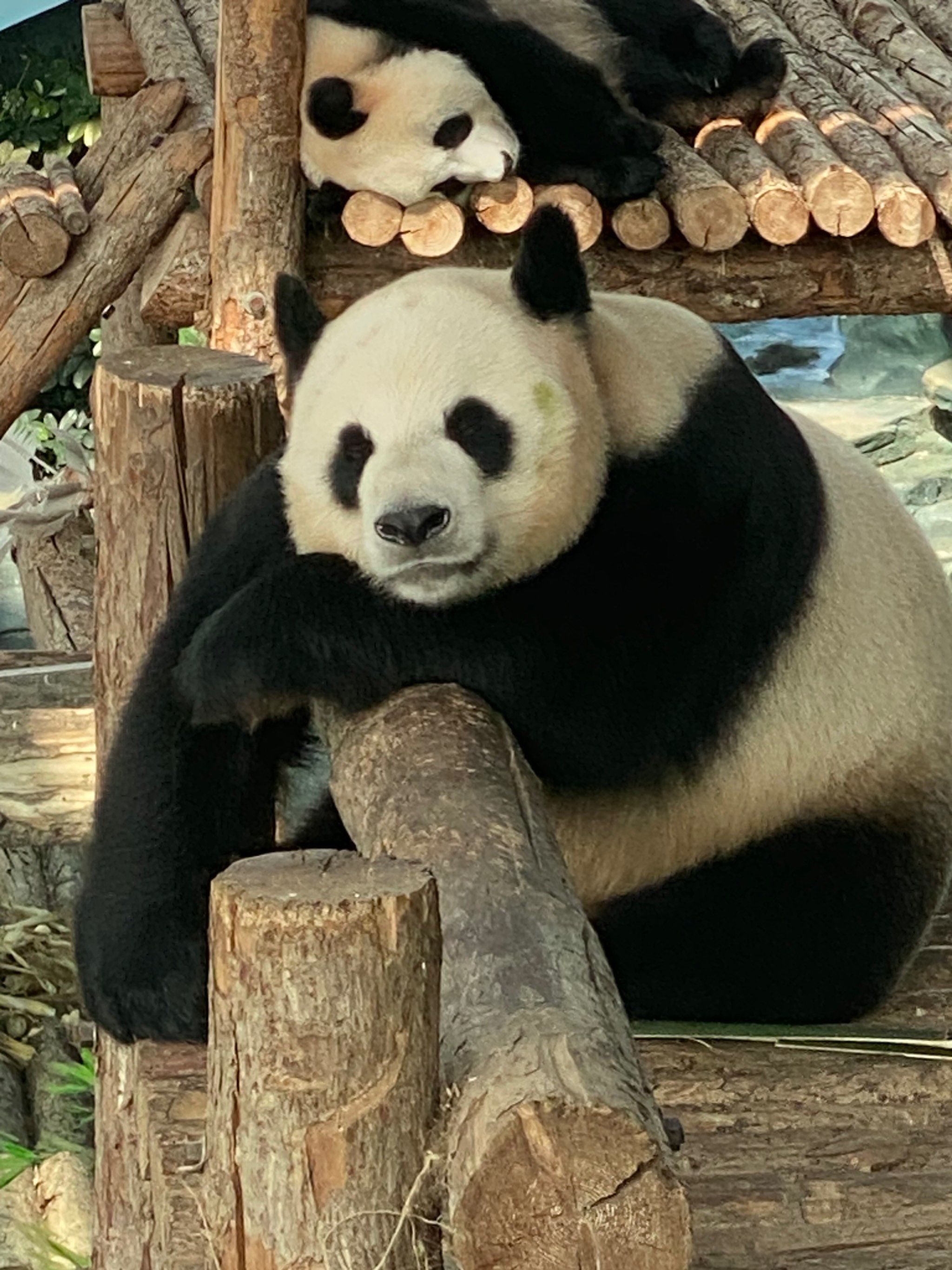 太可爱了
#0元玩转这座城#金虎 #大熊猫金虎 #大熊猫金虎妙音飞云