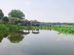 -荷塘月色湿地公园·向阳花洲