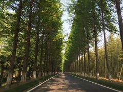 -黄海国家森林公园