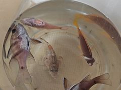 -小猫钓鱼海钓俱乐部(椰梦长廊店)