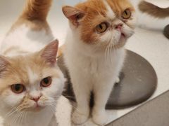 -飞行喵MR PILOT|猫舍·猫咖(静安大融城店)
