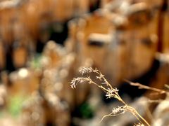 -元谋土林景区(物茂土林)