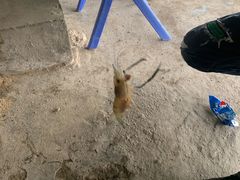 -会江钓鱼钓虾烧烤场