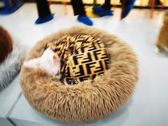 -糯米喵星人·撸猫猫舍咖啡馆(西市场嘉华店)