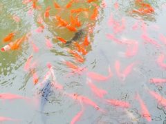 -合肥滨湖国家森林公园