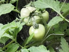 -万源龙顺度假庄园生态观光园