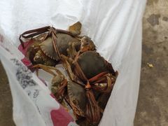 -大湾区中央湿地公园-十九涌