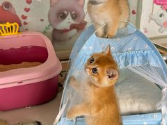 -糯米喵星人总部直营旗舰店·猫舍·幼猫出售