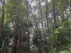 -铁山坪森林公园