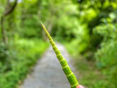 -青龙山国家森林公园