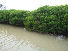 -大湾区中央湿地公园