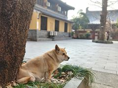 -灵谷景区