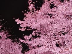 -西北湖绿化广场