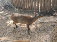 -昆明动物园