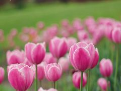 -花开海上生态园