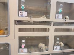 -唐小姐の私宠·宠物洗护美容·撸猫馆·购宠(周浦万达旗舰店)