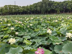 -荷塘月色湿地公园·向阳花洲