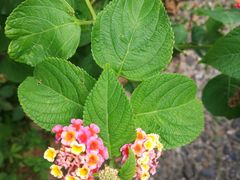 -龙坑生态保护区