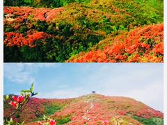 -大围山国家森林公园