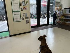 -爱妮康宠物医院·干细胞免疫细胞·肿瘤·心脏(张江店)