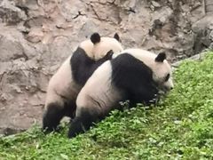 -都江堰中华大熊猫苑