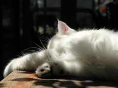 -喵屿·大理花园猫咖