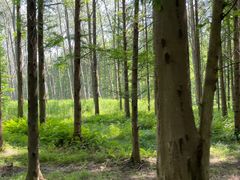 -黄海国家森林公园