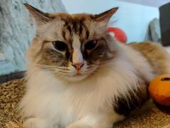 -白兔子密室(长寿路店)