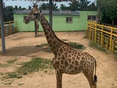 -西霞口神雕山野生动物世界