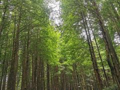 -山王坪喀斯特国家生态公园