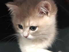 -东方名猫馆·英短金渐层布偶猫舍(环线广场1号楼店)