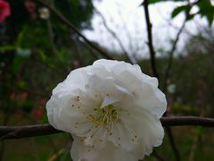 -南国桃园旅游度假区