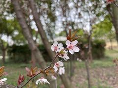 -顾村公园