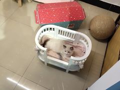 -70cat德文卷毛猫·缅因猫纯种猫舍
